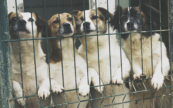 Perros en adopción en Asturias