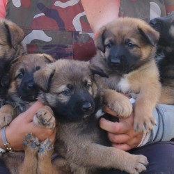 5 cachorros en adopción