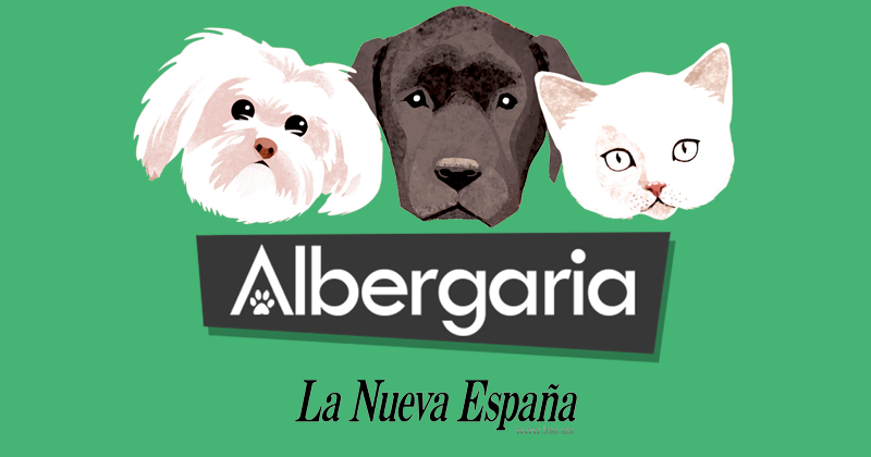 mentiroso Sin aliento Crudo Perros en adopción en Asturias - Albergaria - La Nueva España