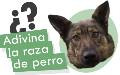 ¡Juega! Adivina la raza de perro