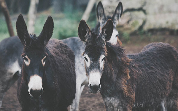 Otros animales en adopción en Asturias