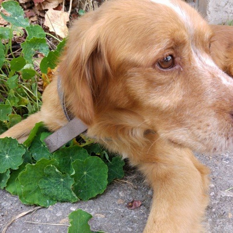 Fotos Thor