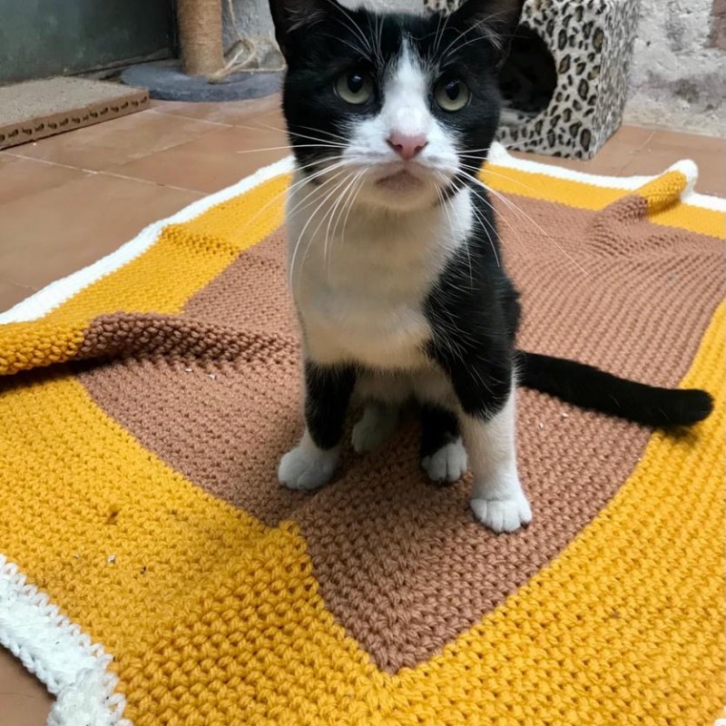 Fotos Oreo