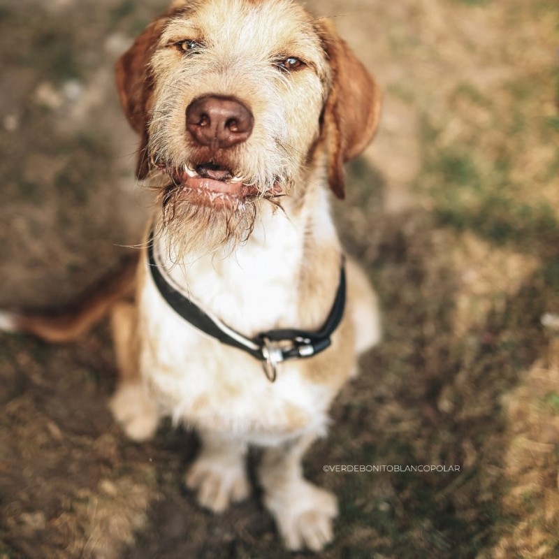 Fotos Gandalf