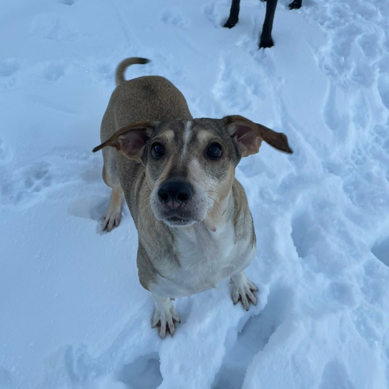 Fotos LAIKA 