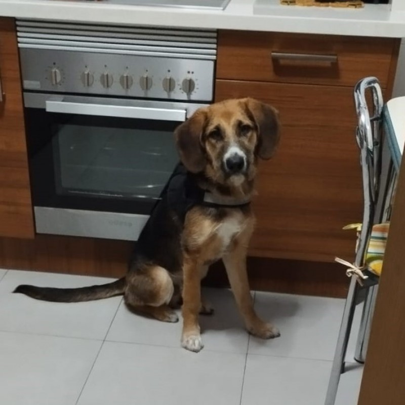 Fotos Rocky