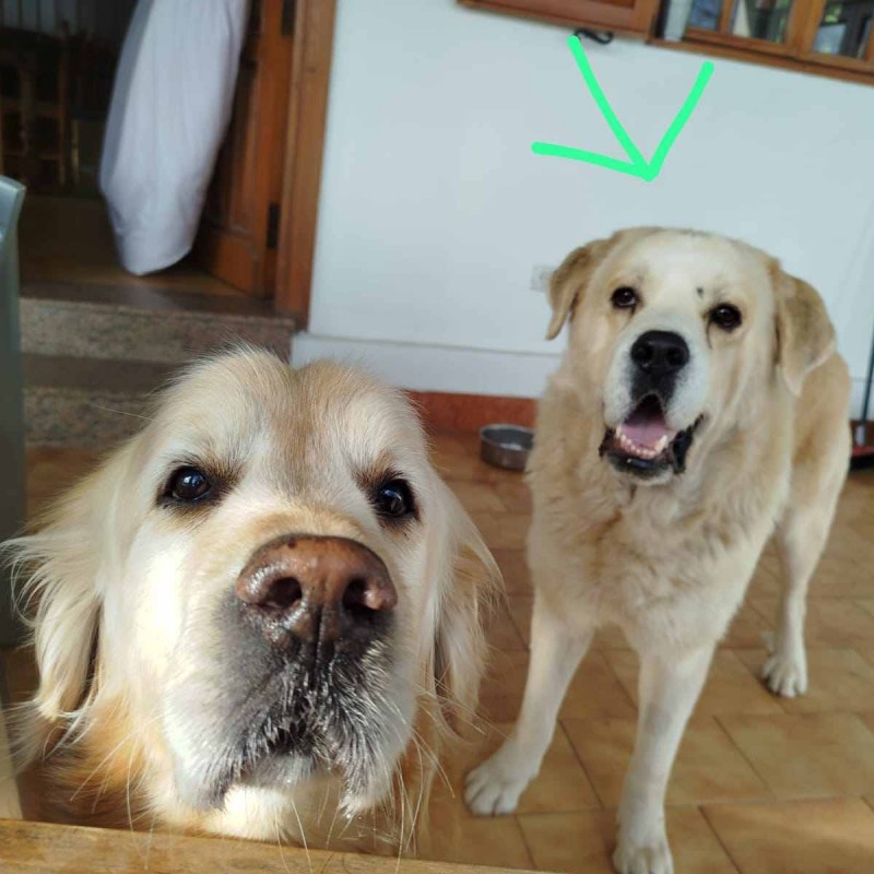 Fotos Oso 