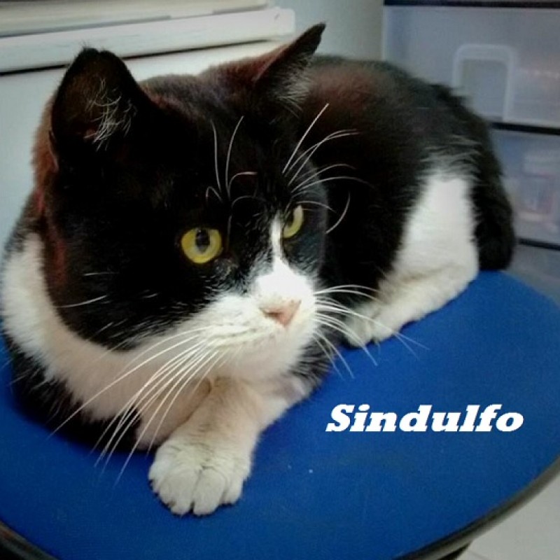 Fotos Sindulfo