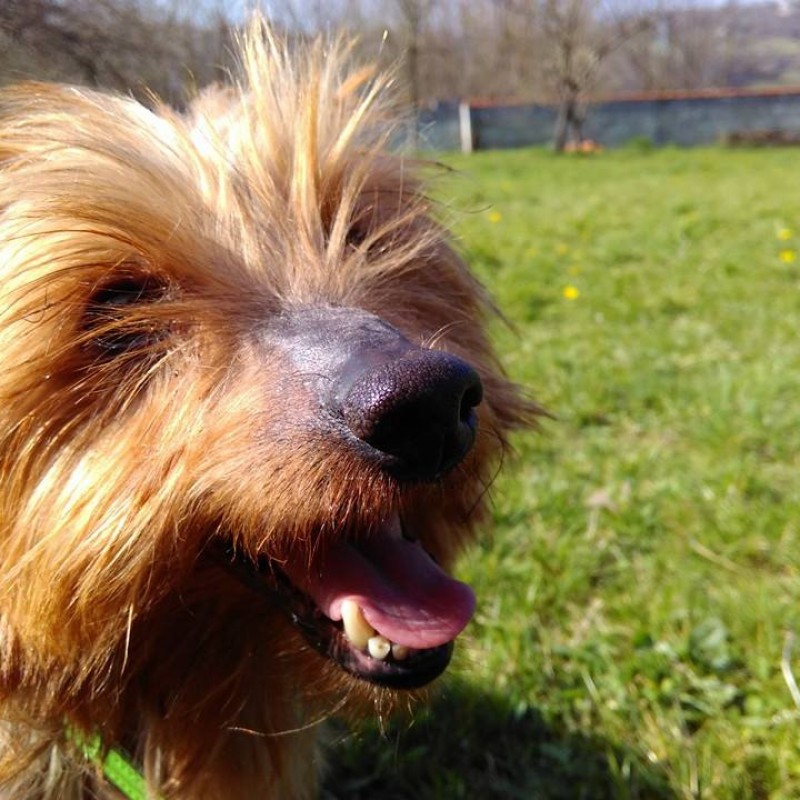 Fotos Inu