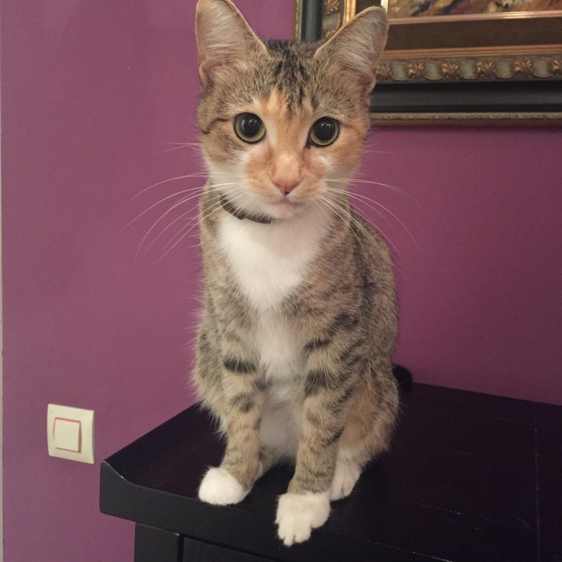 Fotos Nimu