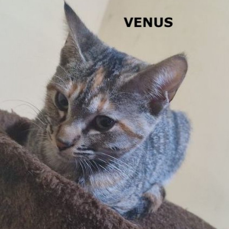 Fotos Venus