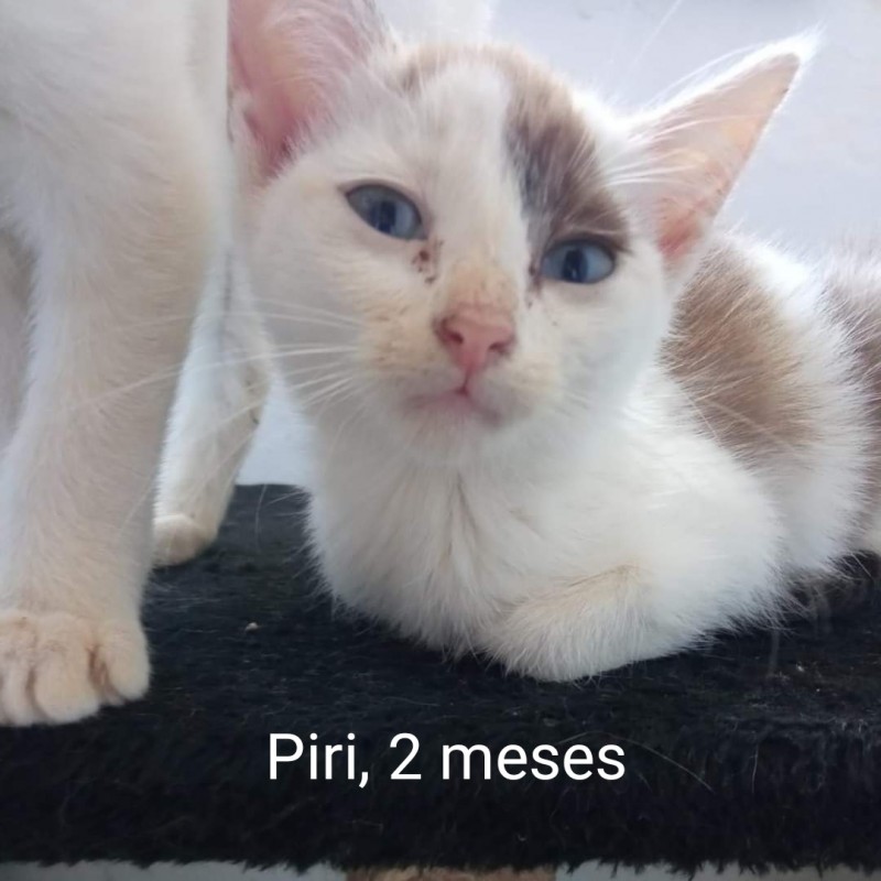 Fotos Piri