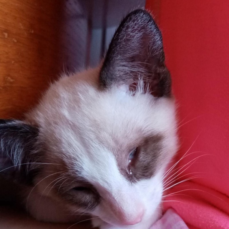 Fotos Flap