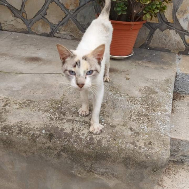 Fotos Sansa