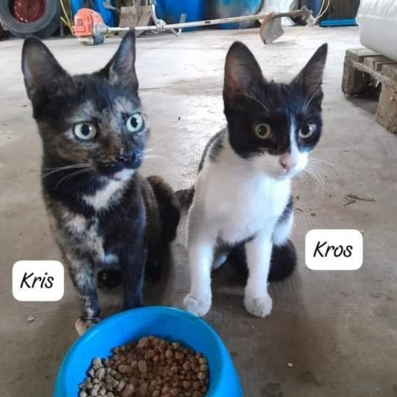 Fotos Kros