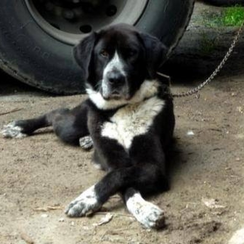 Fotos Pongo