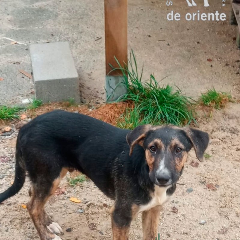 Fotos Kovu