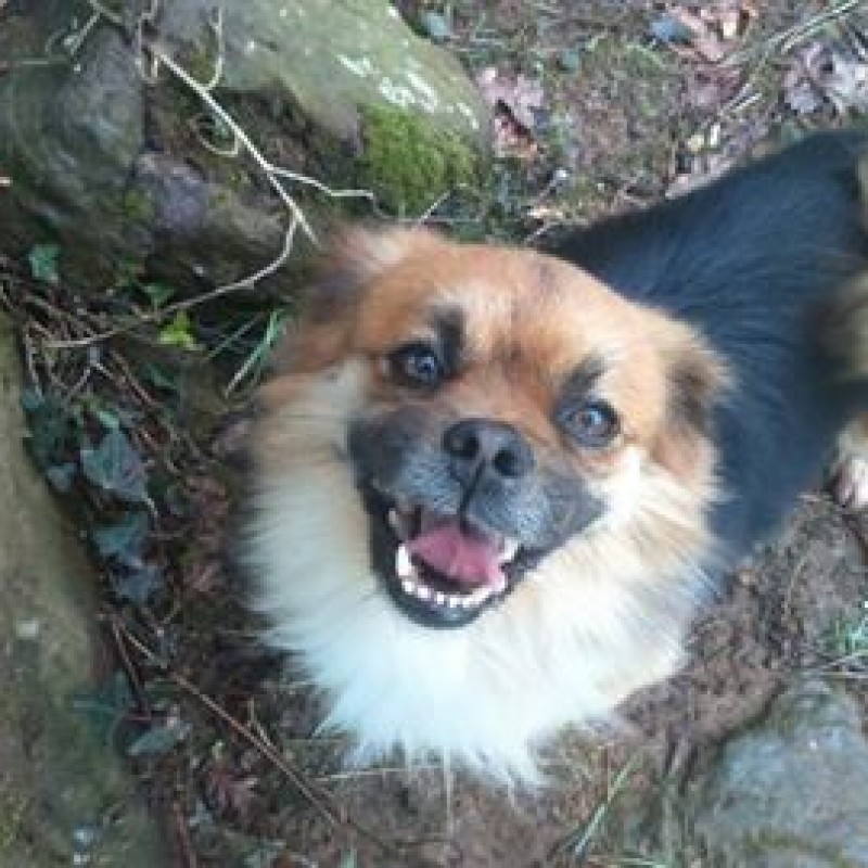 Fotos Rocky