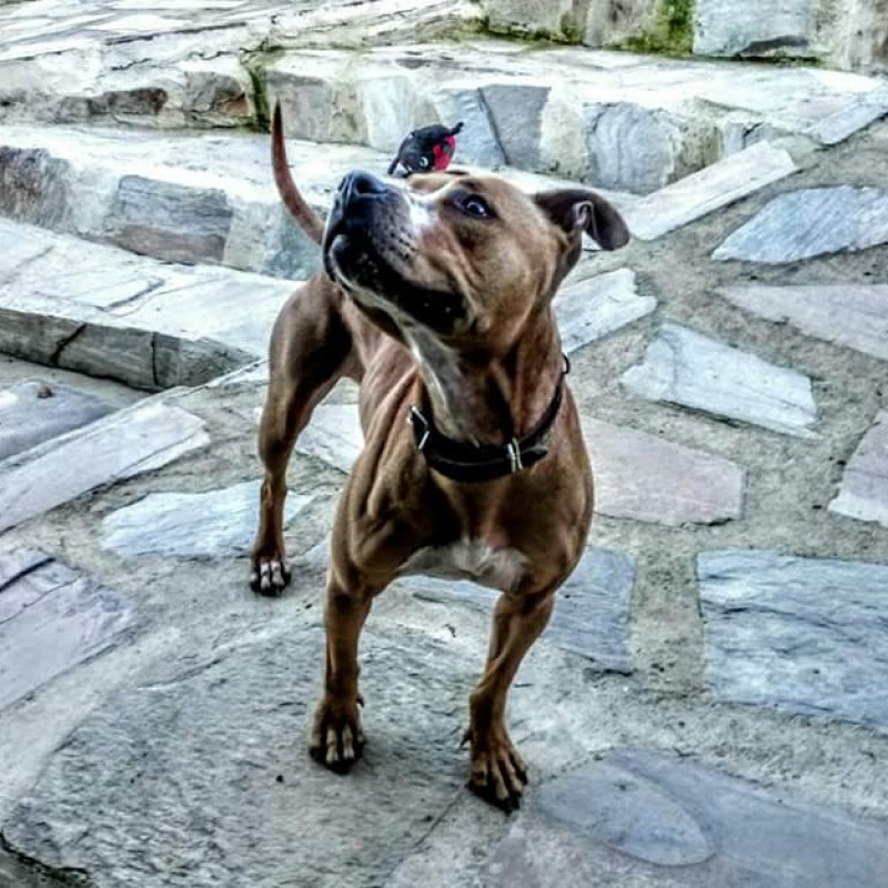 Fotos Reina