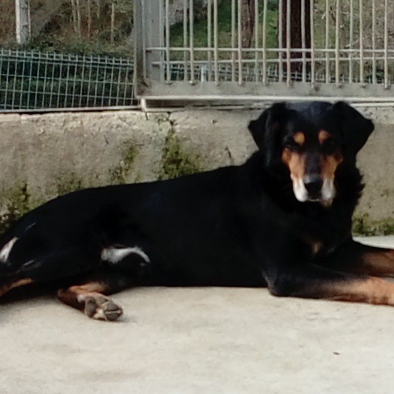 Fotos Snoopy