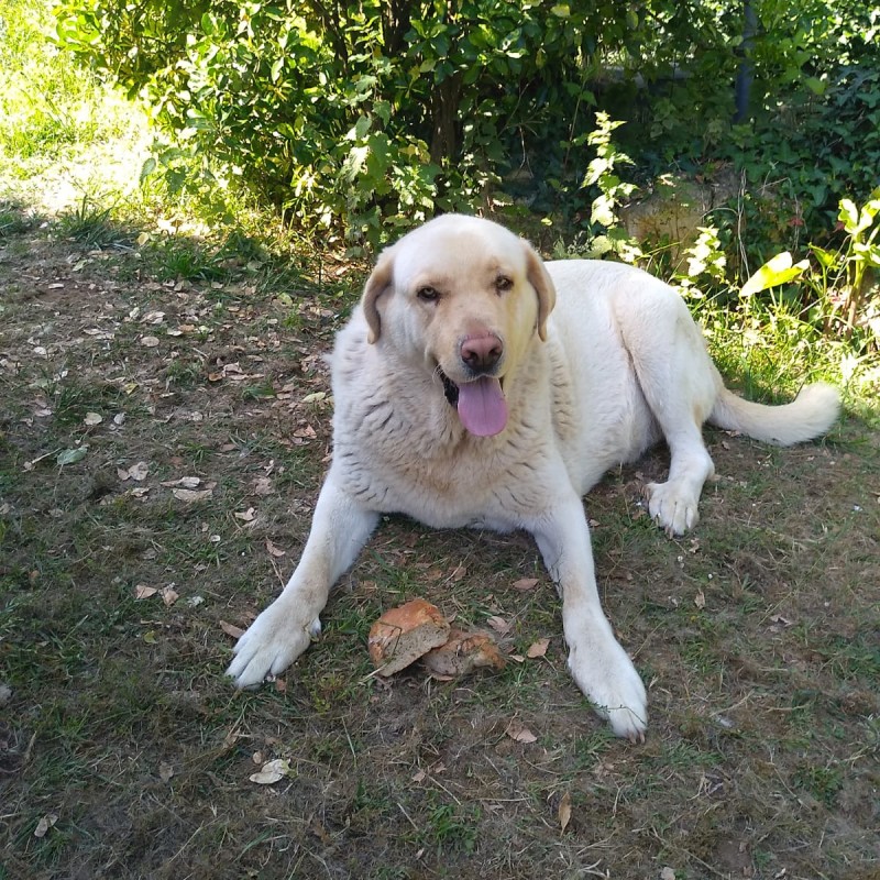 Fotos Simba