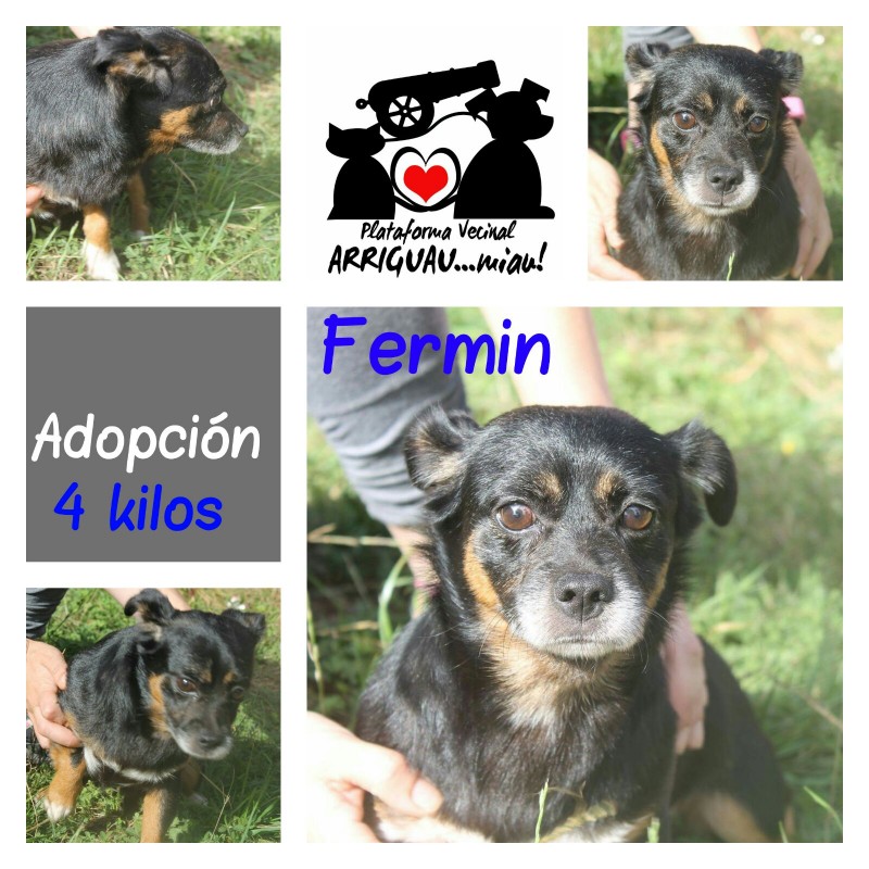 Fotos FERMÍN (ADOPTADO) :-)