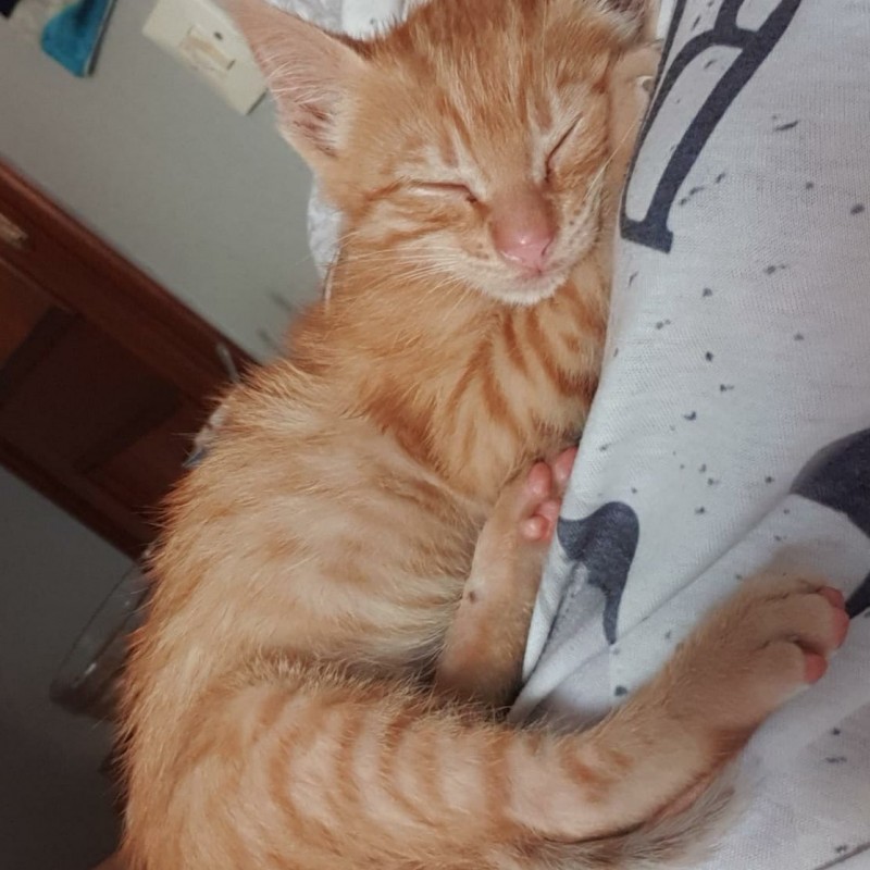 Fotos Garfield