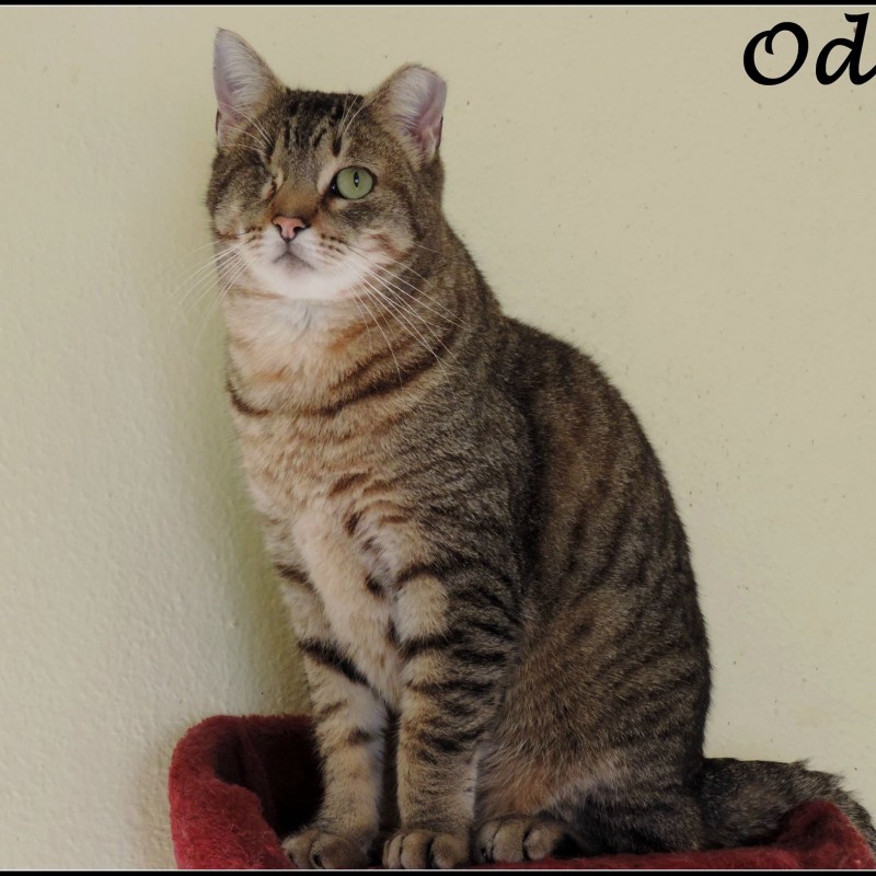 Fotos Odin