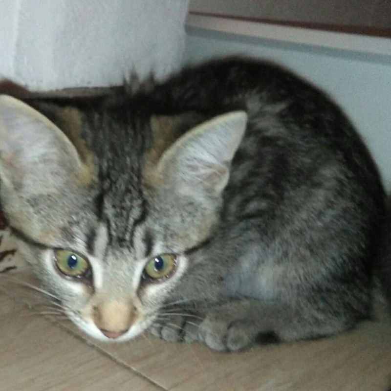 Fotos Agatha