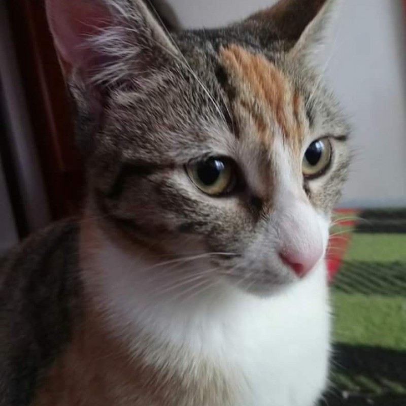 Fotos Daisy
