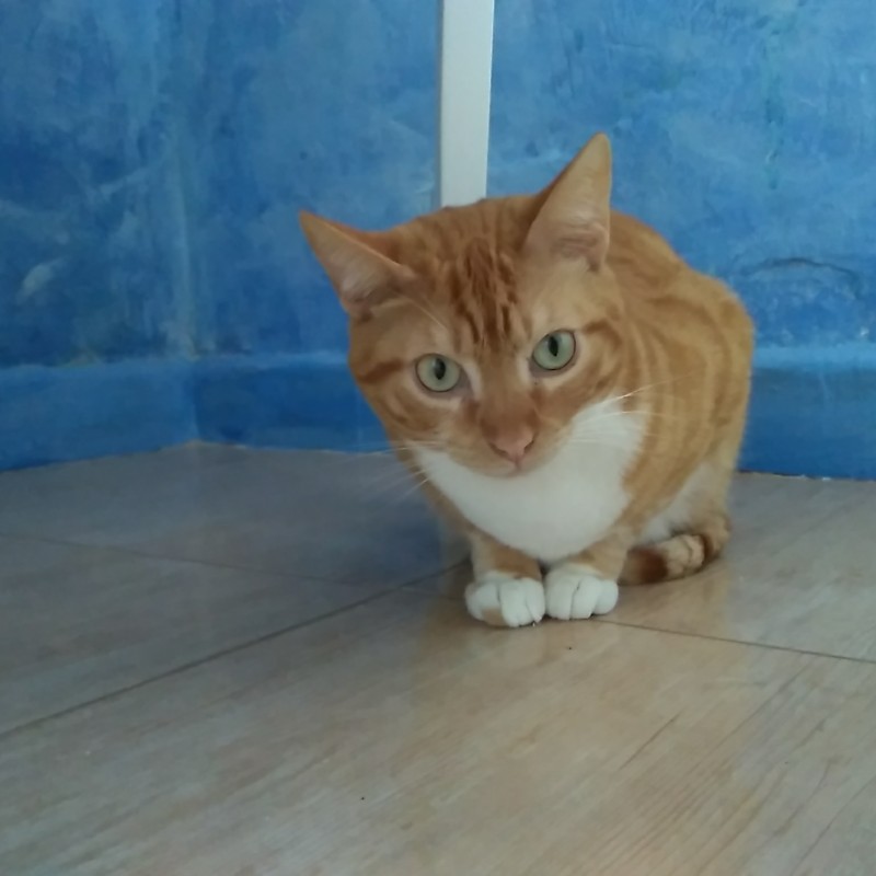 Fotos Dorito