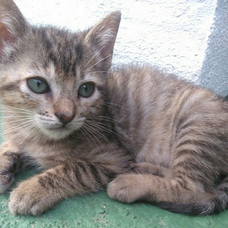 Fotos Tuna