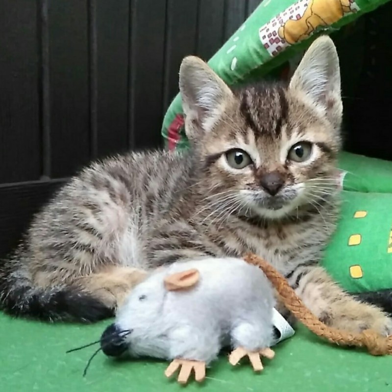 Fotos Neo