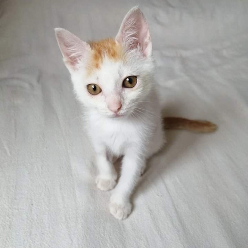 Lila - Asociación Felina La Esperanza - Albergaria - La Nueva España