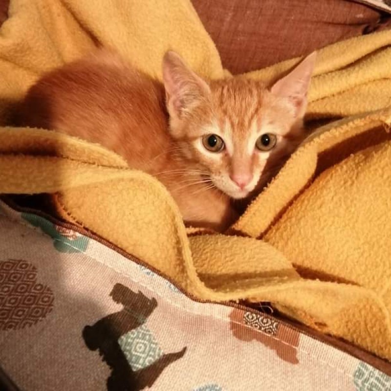 Fotos Ulis