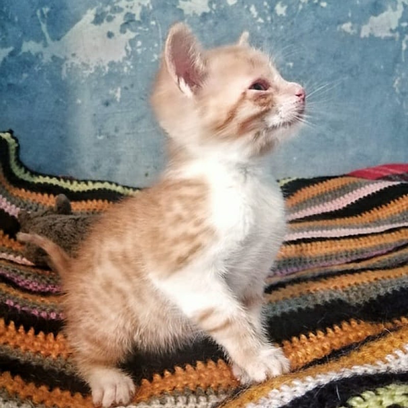 Fotos FLAN
