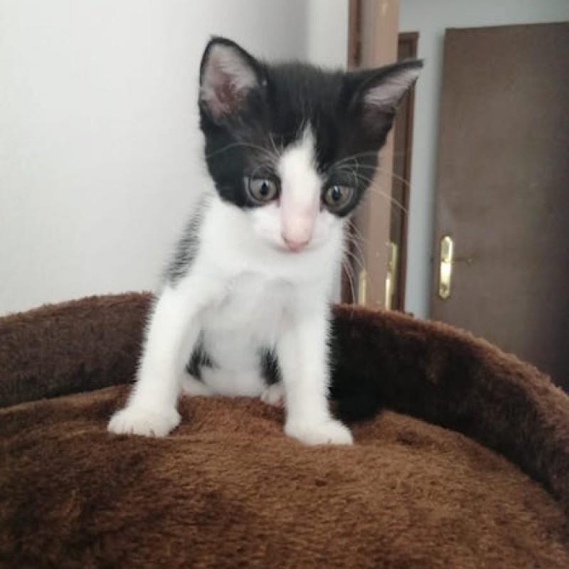Fotos PUCCA