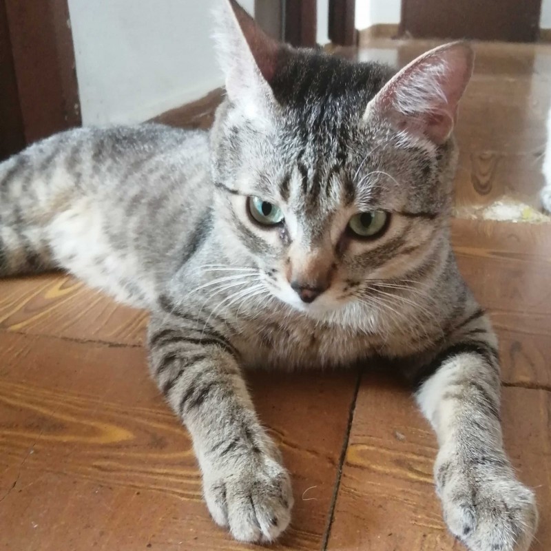 Fotos LILO