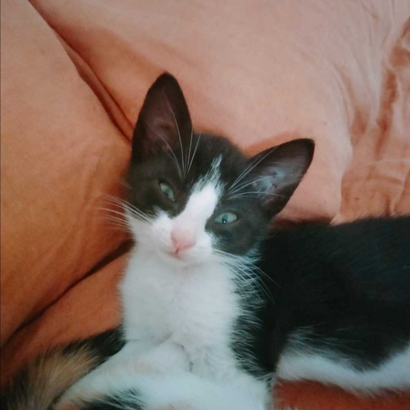 Fotos KIRBY