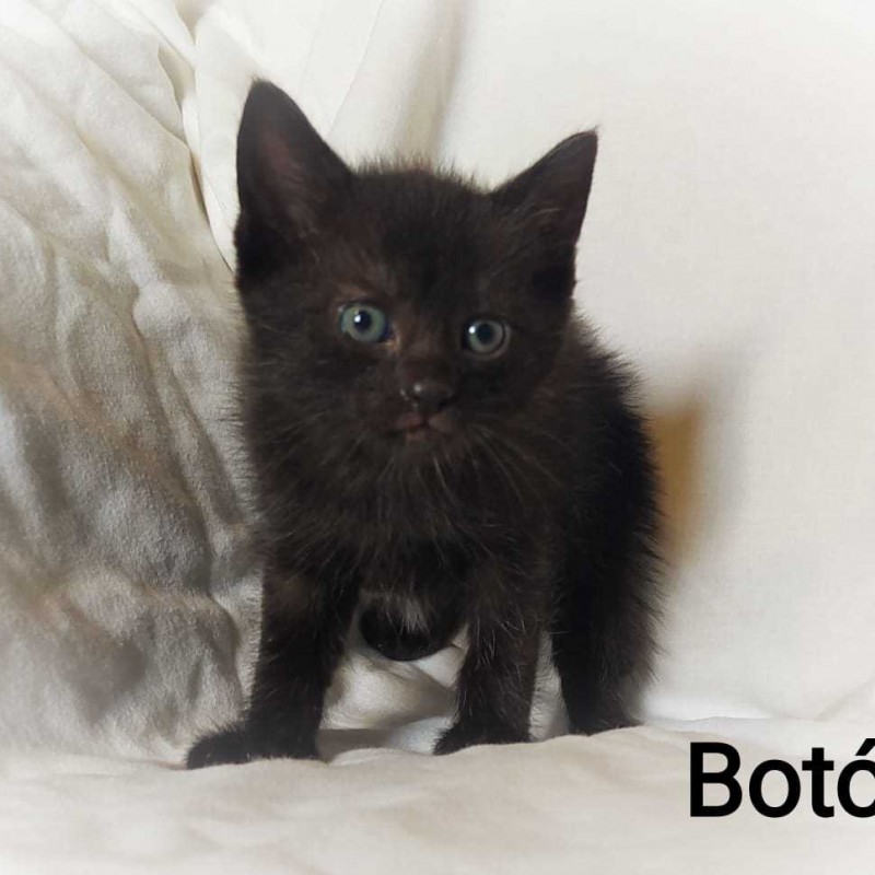 Fotos BOTON