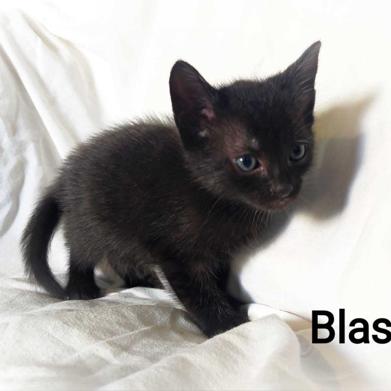Fotos BLAS