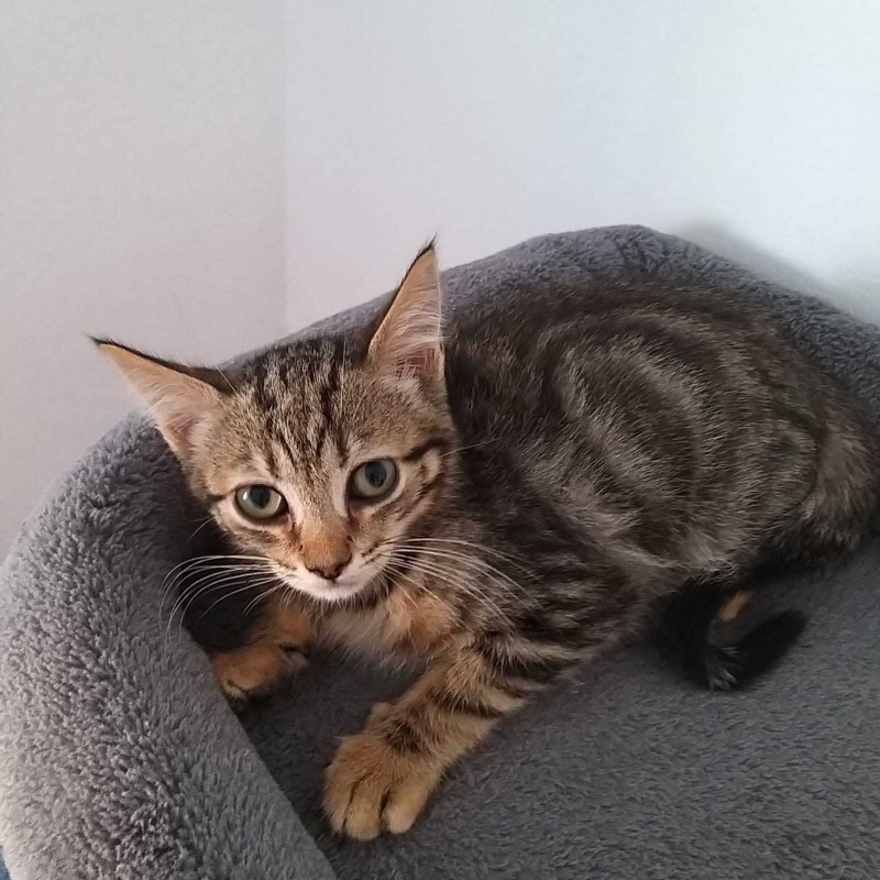 Fotos TABBY