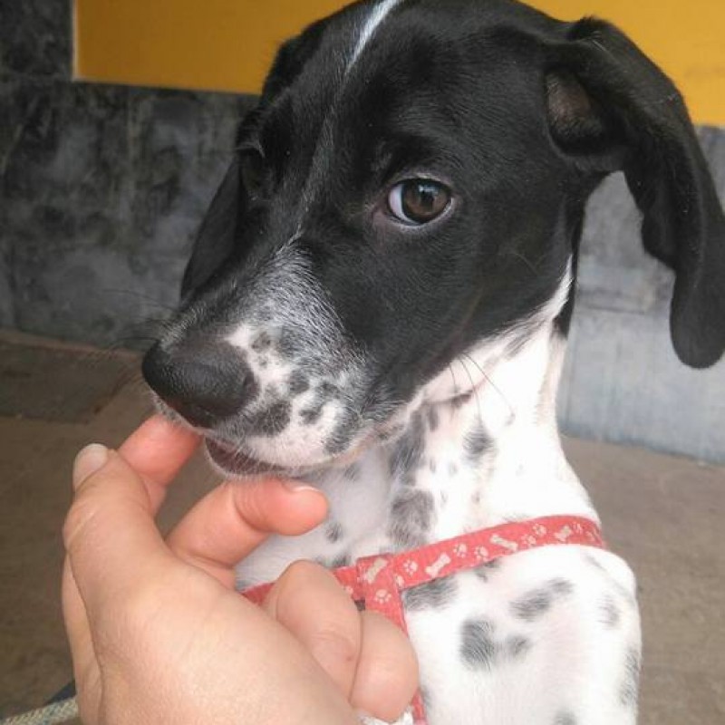 Fotos Goofy