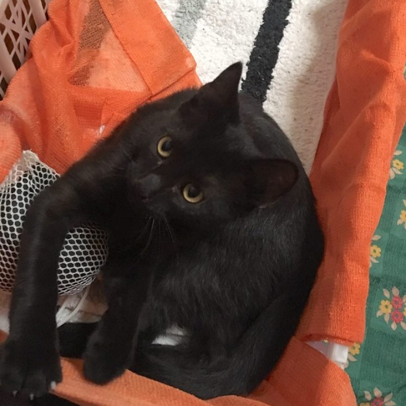 Fotos Oreo