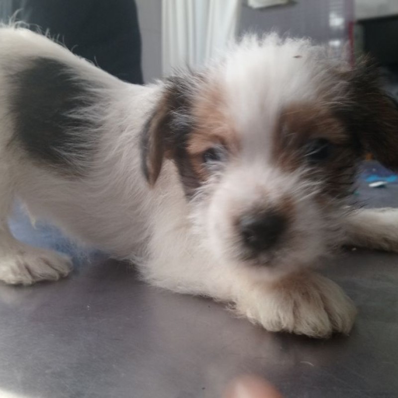 Fotos Leo