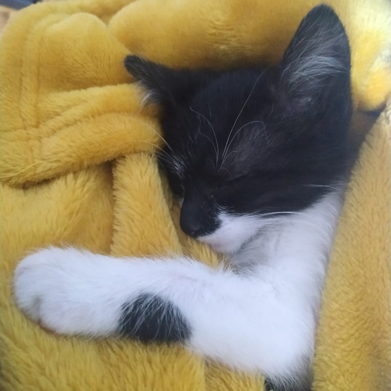 Fotos Rooney