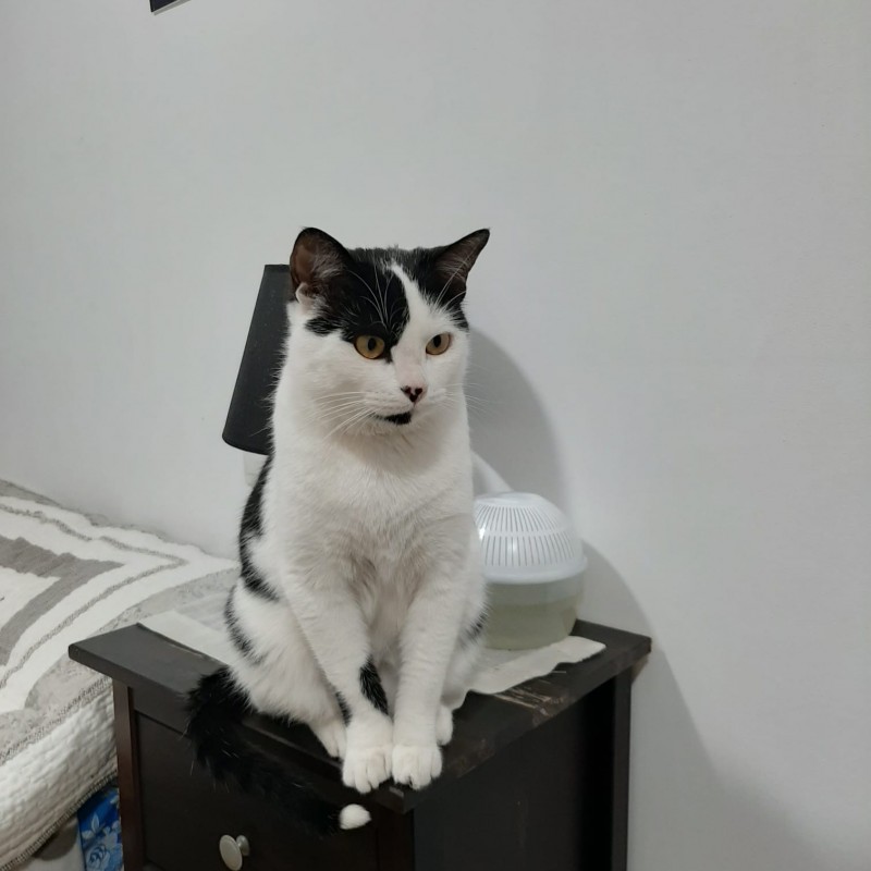 Fotos Nico