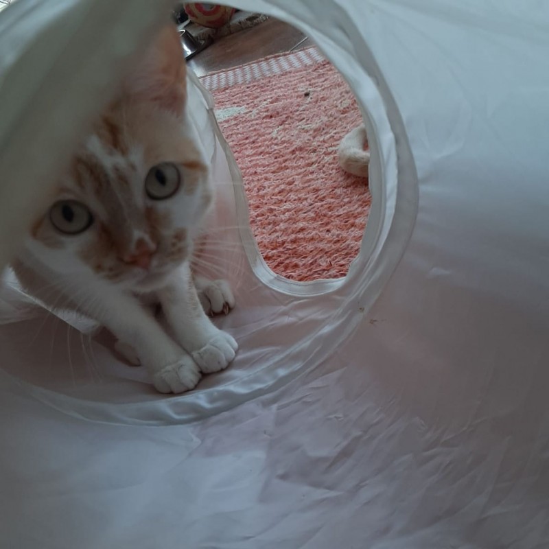 Fotos Milka