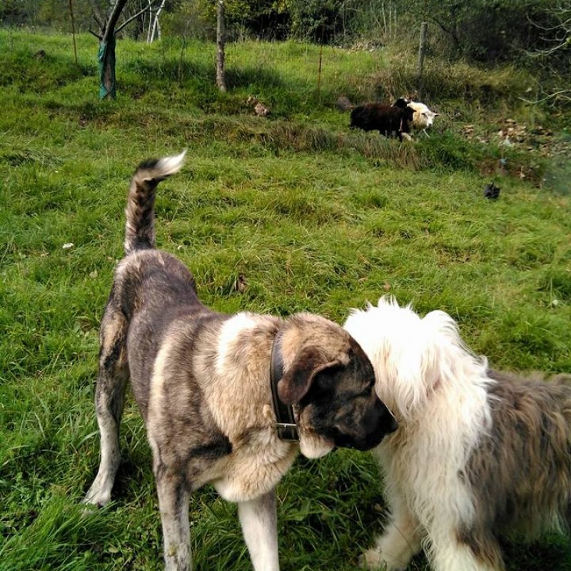 Fotos Thor