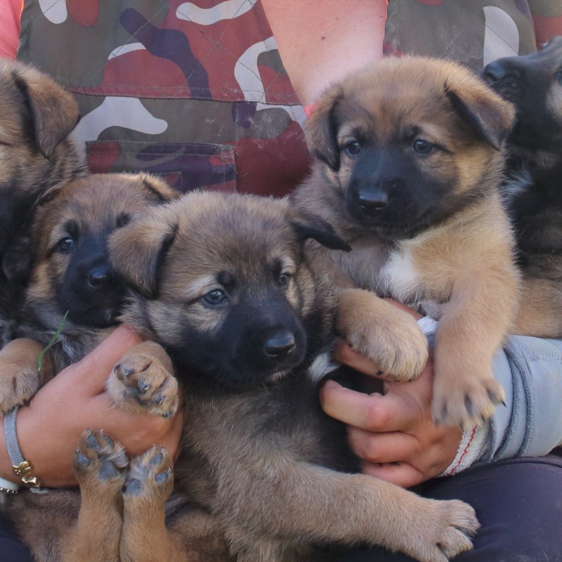 Fotos 5 cachorros en adopción